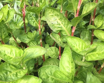 Japanische Indigo-Samen, Persicaria Tinctoria, natürliche Farbstoffsamen, DIY natürliches Färben, Färbergarten, blauer natürlicher Farbstoff