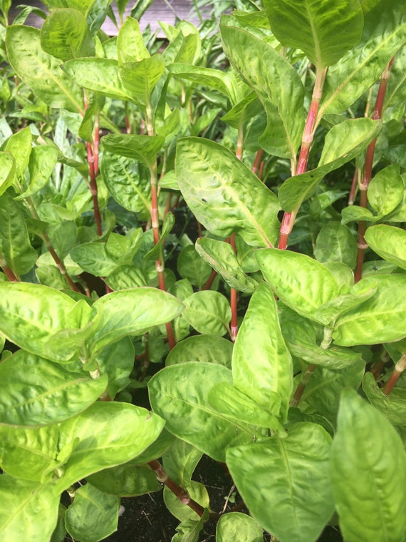 Japanese Indigo Seeds Persicaria Tinctoria Natural Dye Etsy