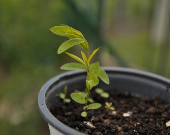 Easy To Dyers Garden Seed Pack - Weld, Ringelblume, Färberbesen, Färberwaid, Afrikanische Ringelblume, Dahlie