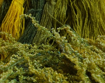 Goldenrod Natural Dye, Yellow And Green Plant Dyes