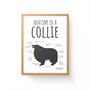May include: A black and white illustration of a Collie dog with labelled anatomical features. The title "Anatomy of a Collie" is at the top of the image.