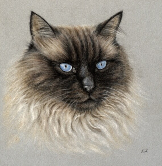 Dessin Chat Portrait De Chat Chat Eyed Bleu Papier Velours Etsy Dessin Chat Portrait De Chat Chat Eyed Bleu Papier Velours Etsy