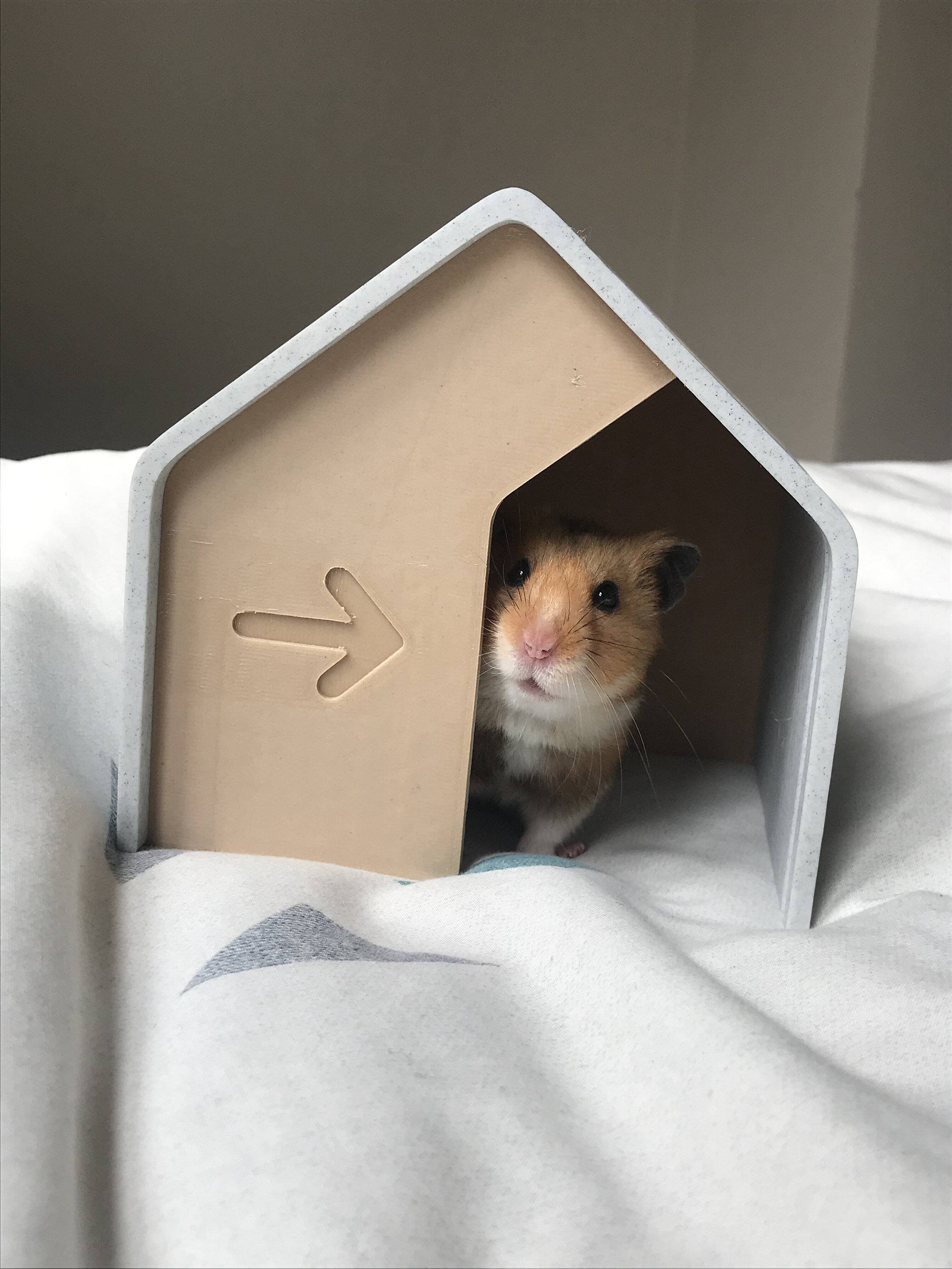 large syrian hamster