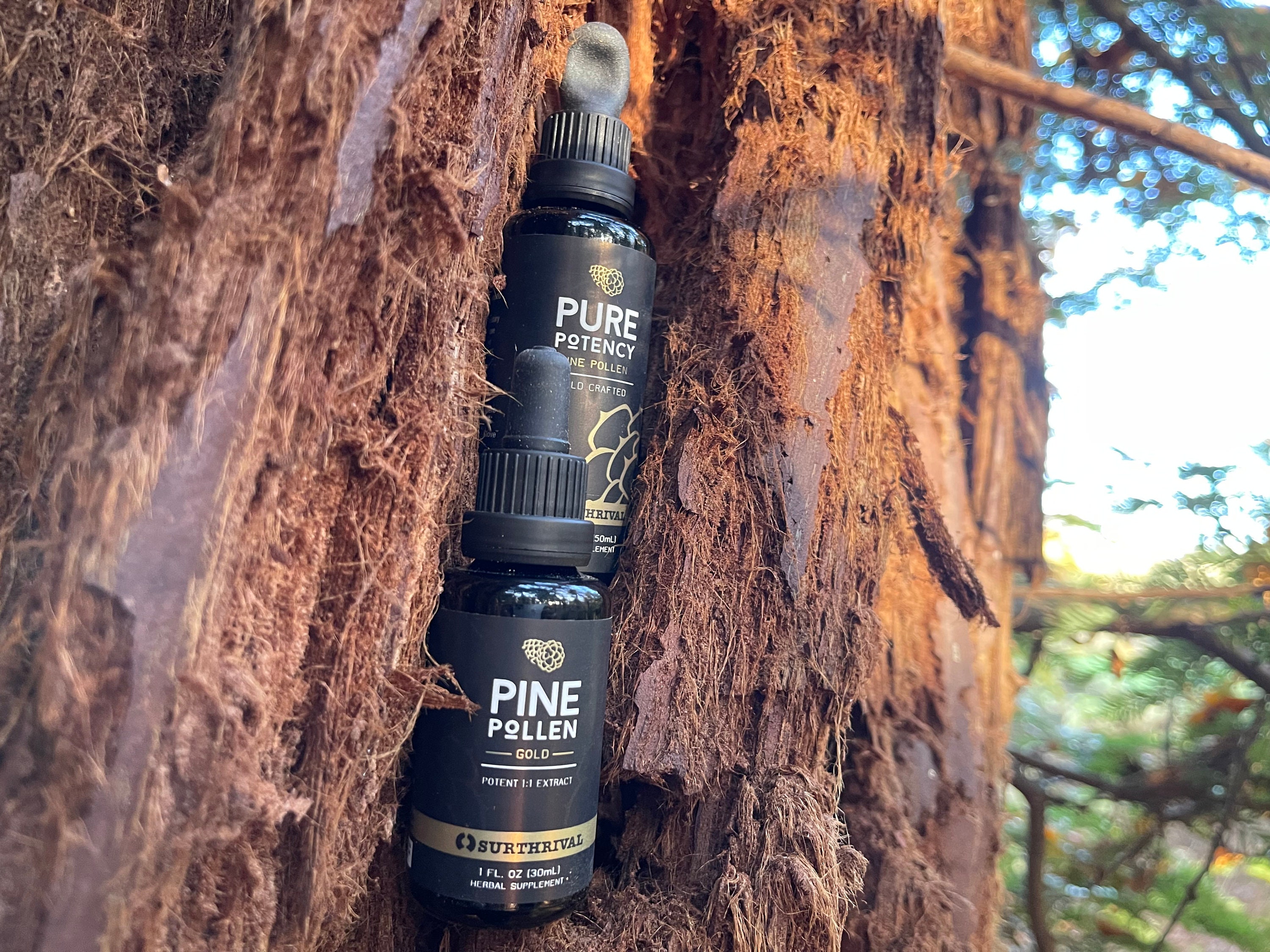 Pine Pollen Gold Elixir 30 Ml Contains Over 200 Bioactive Nutrients,  Vitamins & Minerals 