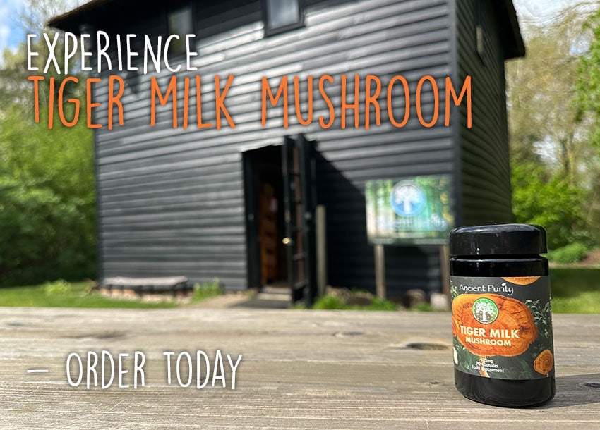 Idobio Supply Estratto Di Funghi Al Latte Di Tigre In - Foto 10