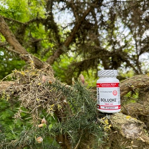 Bolouoke (Lumbrokinase) 30 Kapseln (26 mg)