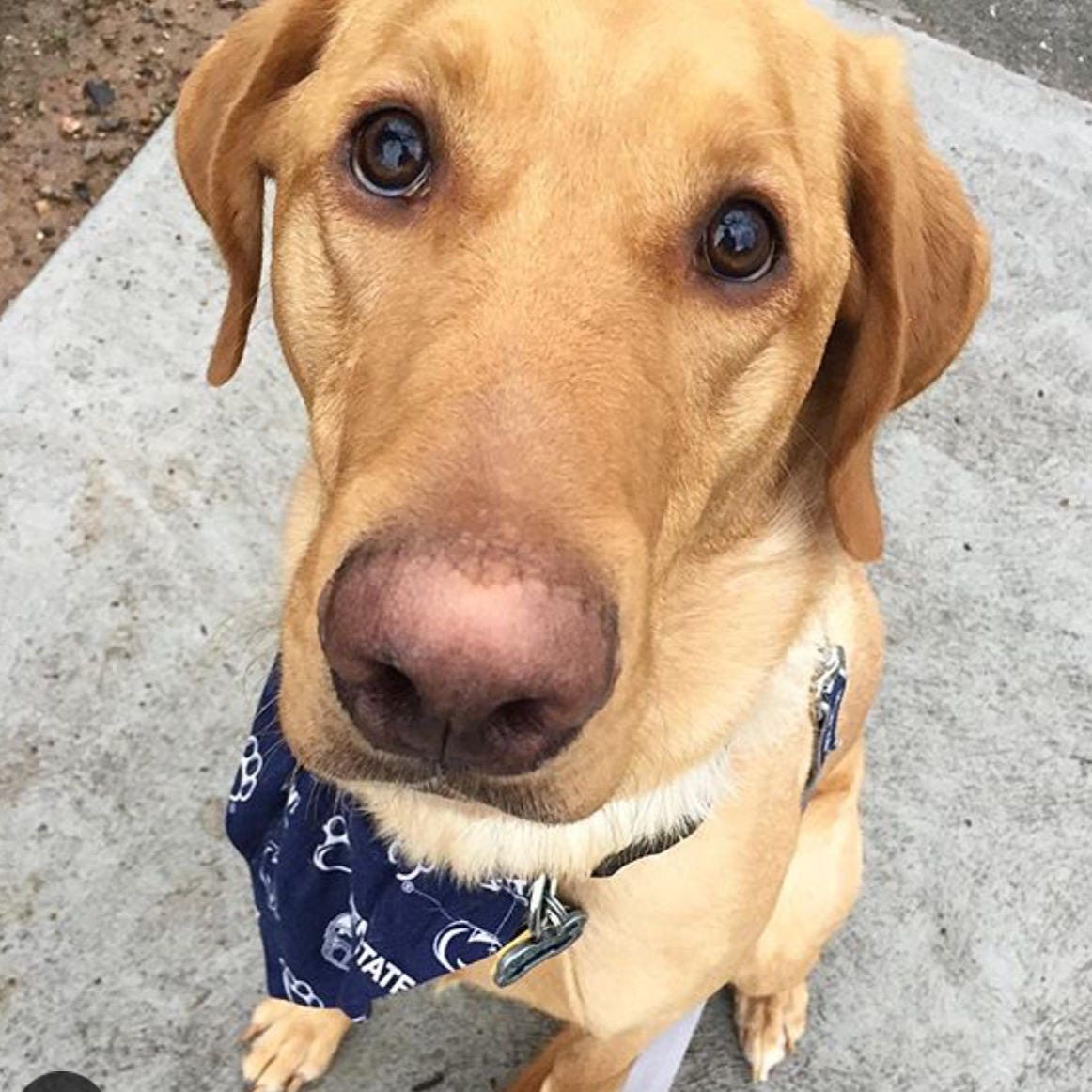 Boston Red Sox Dog Pet Bandana Etsy