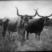 Longhornwoodshop