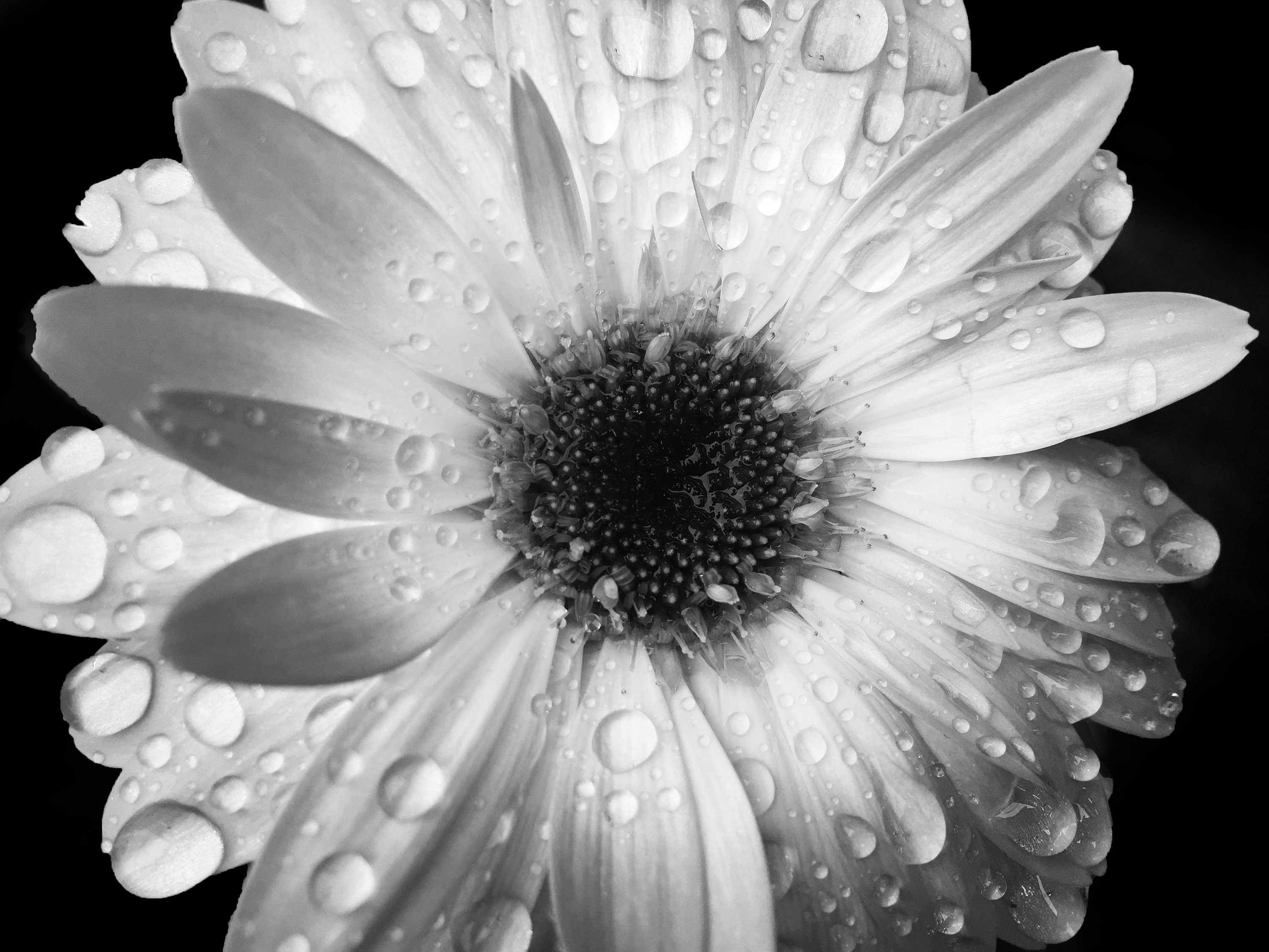 Black and White Flower Rain Dew Droplets Garden Etsy