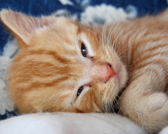 Kitten baby animal cute sleepy kitty 