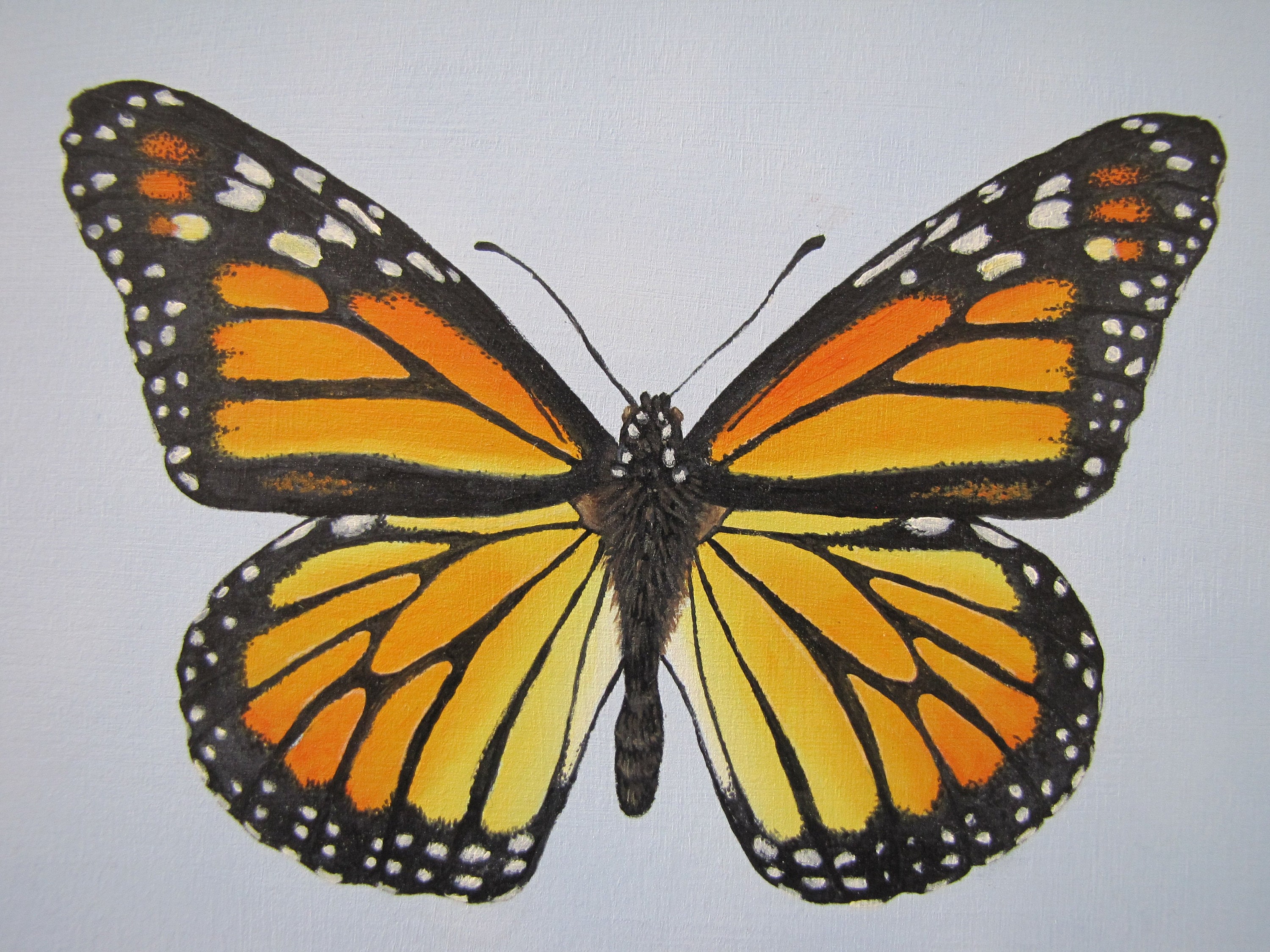 Butterfly Painting Tutorial in Oil or Acrylic, How to a Paint a