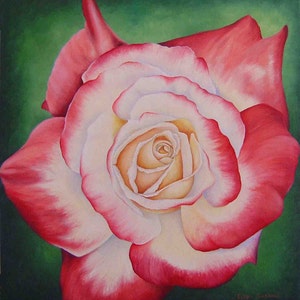 May include: A close-up of a single white rose with a red edge on the petals. The rose is in full bloom and has a delicate, soft appearance.
