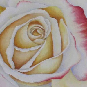 May include: A close-up of a white rose with a yellow center. The petals are soft and delicate, with a hint of pink at the edges.