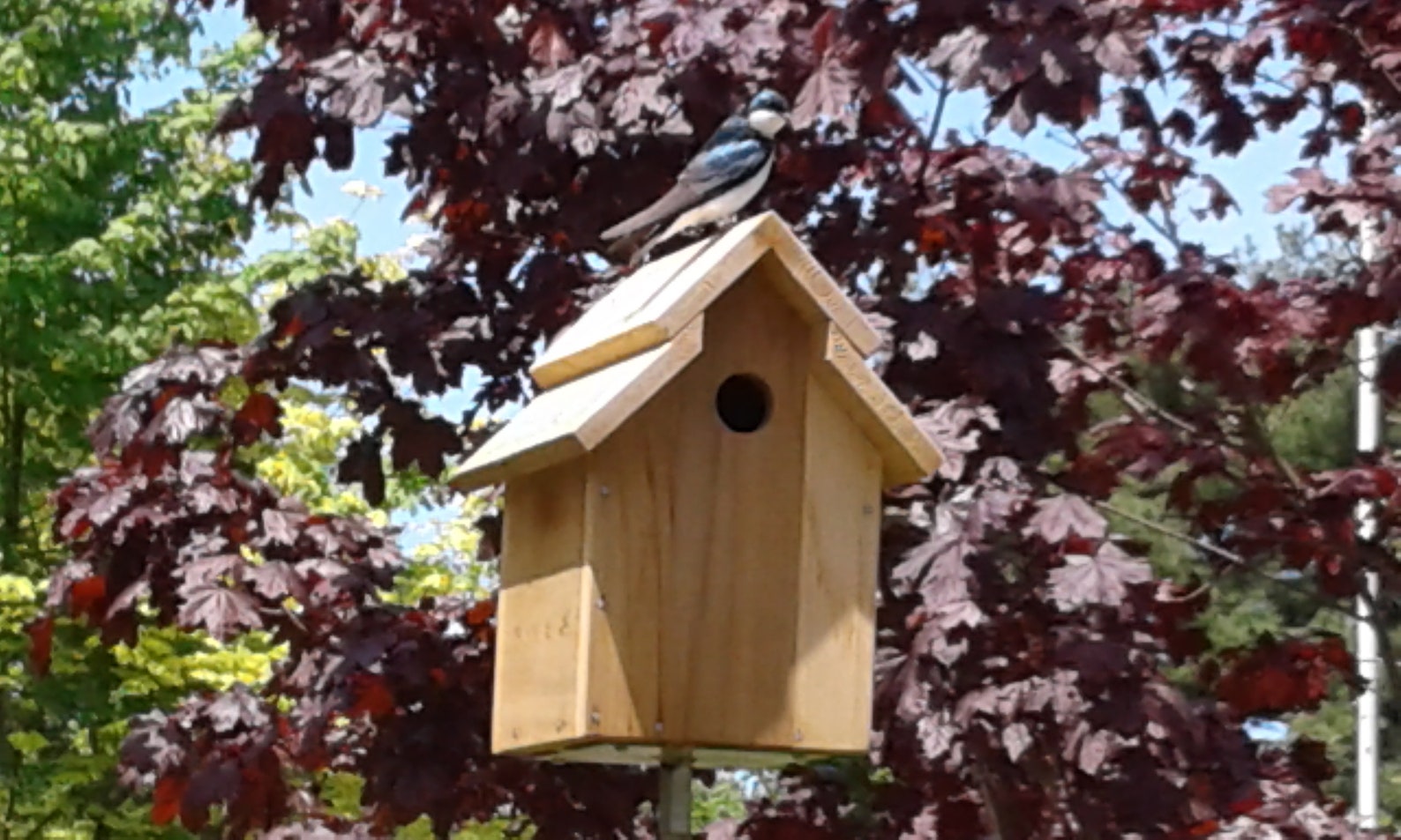 Cedar Tree Swallow Nesting Box/Bird House Etsy