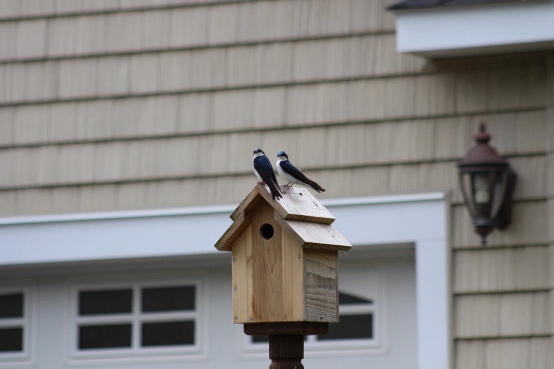 Cedar Tree Swallow Nesting Box/bird House Etsy Canada