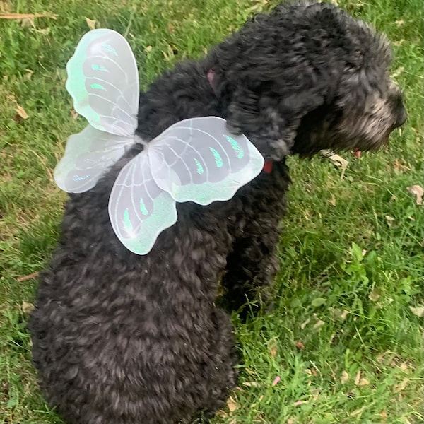 Dog Fairy Wings Pet Costume Puppy Handmade Dress-up Outfits Small Medium Large Breed Mix Labradoodle  Pug Yorkie Shihtzu Photo Prop Ideas