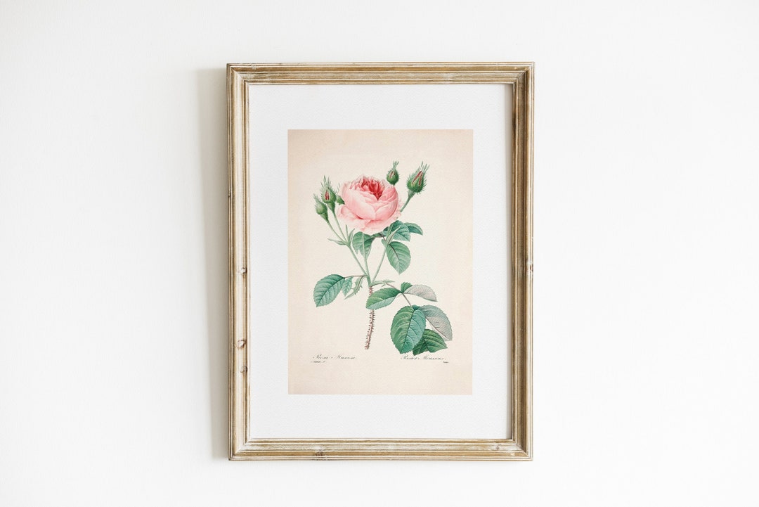 Rose Art Print | Printable Art | Vintage Wall Art | Vintage Decor ...