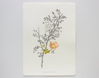 Rosa laevigata. Botany | Original drawing. Graphite + Watercolour