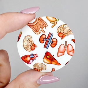 Organ / Brain Heart Intestine Kidney Liver / Hardboard Add on / 3B29
