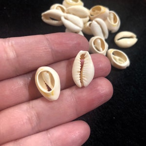 Ivory Shell - Natural Shell