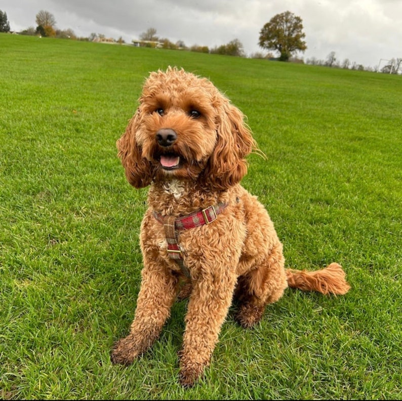 Autumnal Khaki Tweed Dog Harness Rose Gold Matte Black or Silver Adjustable Step In Style image 2