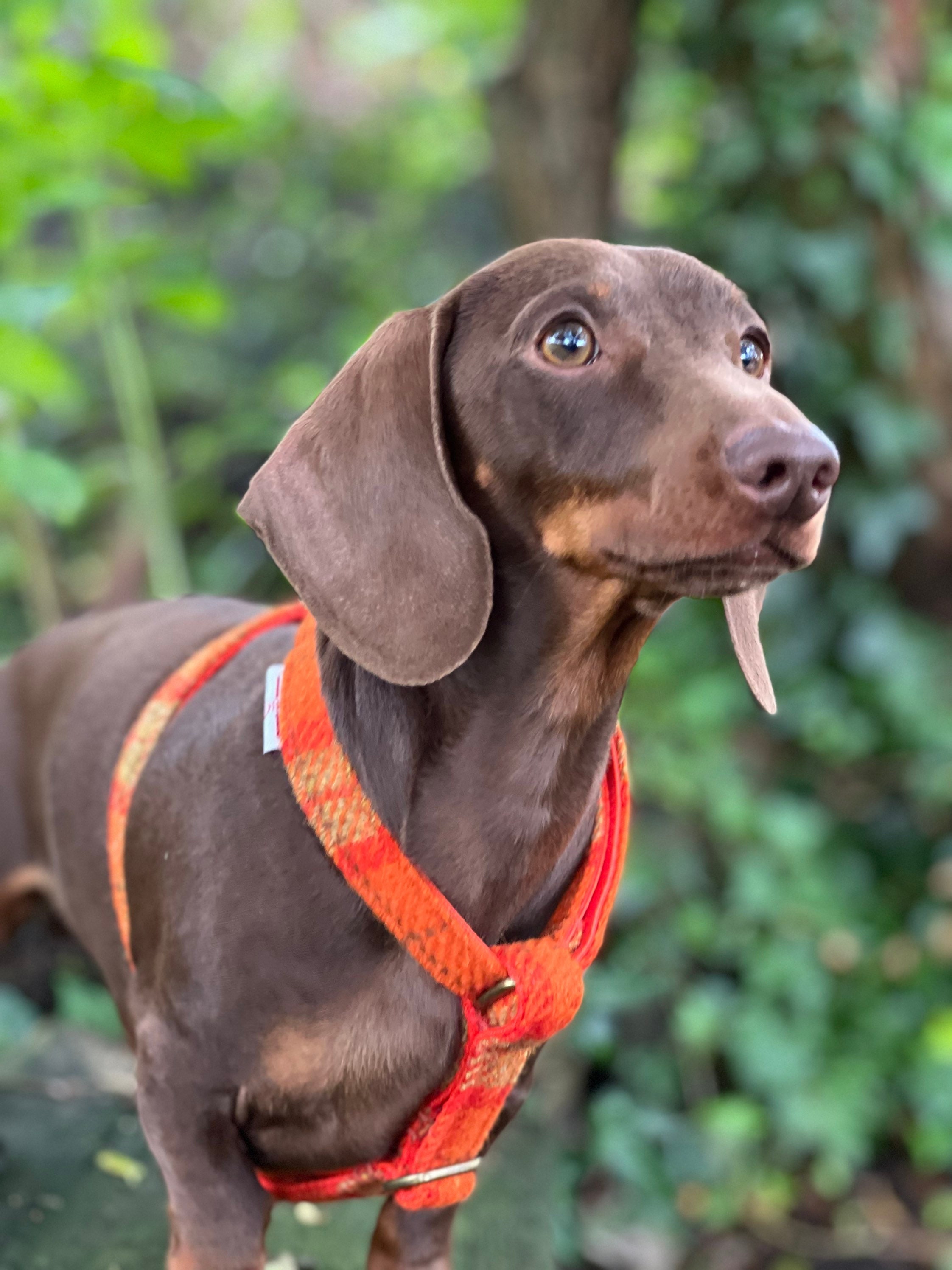 weiner dog collars