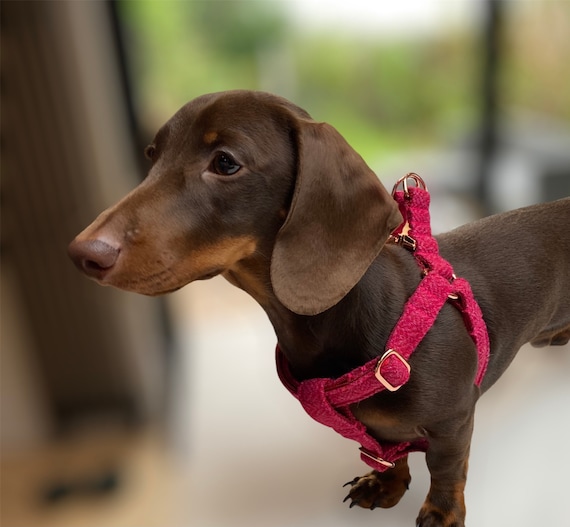 Dog harness clearance tweed