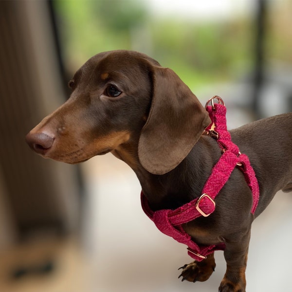 Dachshund Harness Etsy