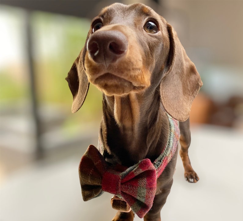 Autumnal Khaki Tweed Dog Harness Rose Gold Matte Black or Silver Adjustable Step In Style image 4