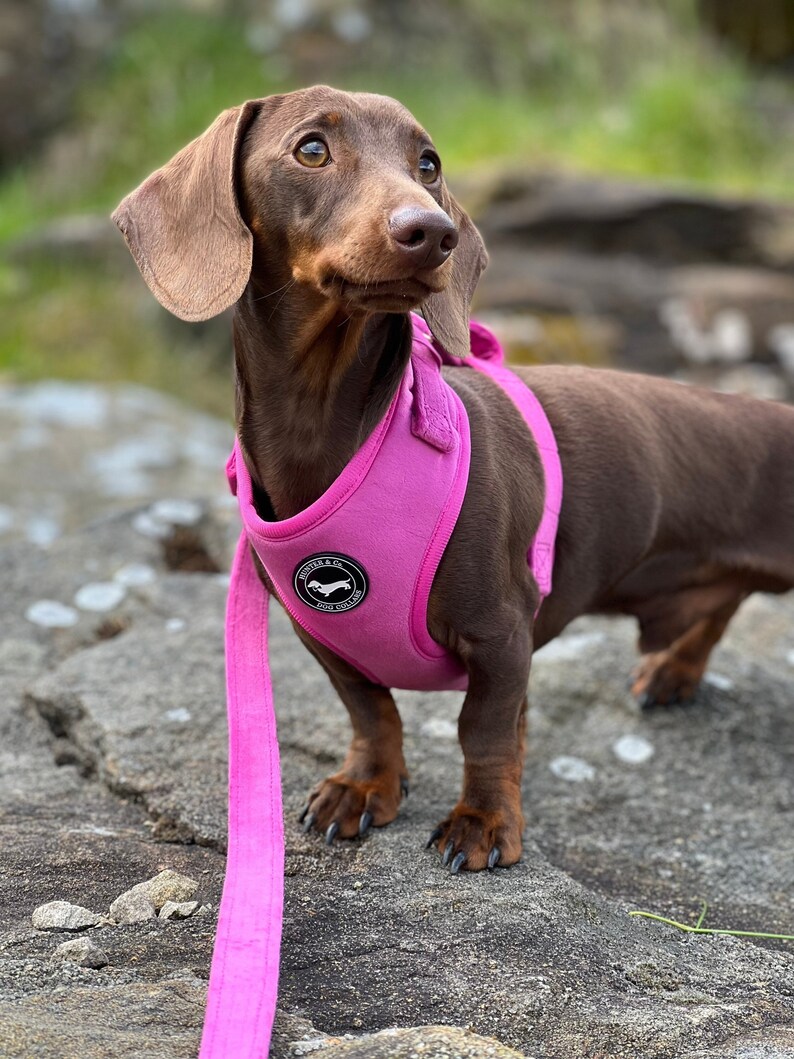 May include: A brown dachshund wearing a pink dog harness with a black logo that says "Hunter & Co. Dog Collars". The dog is standing on a rocky surface and looking to the right.