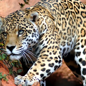 Leopard Big Cat 811 Modern Cross Stitch Pattern Counted Cross - Etsy  Australia