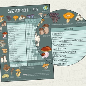 Może przedstawiać: Kolorowa tabela z ilustracjami r&oacute;żnych rodzaj&oacute;w grzyb&oacute;w. Tabela nosi tytuł "Saisonkalender - Pilze" i zawiera kalendarz z miesiącami roku. Tabela zawiera r&oacute;wnież listę nazw grzyb&oacute;w w języku niemieckim, takich jak "Steinpilze", "Edel-Reizker" i "Fichtenzapfenr&uuml;bling".