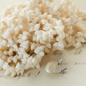 May include: A collection of small, off-white, pointed sea shells clustered together next to a single, iridescent, spiral-shaped snail shell pendant featuring a small silver-toned metal bail and a decorative silver-toned metal tail attachment.