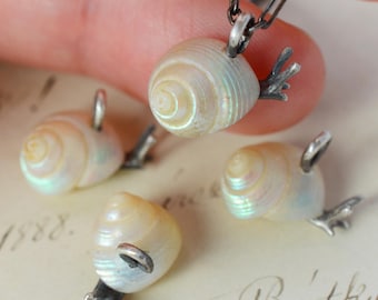 ANTIQUE Mariner sea snail shells recycled to make individual Pendants! They used to be part of a 1800s necklace...
