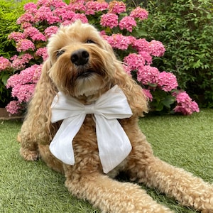 Handmade and Hand-Tied Ivory Silk Dog Bow Tie with Leather Collar | Ring Bearer Collar | Weddings, Proposals, Photoshoots