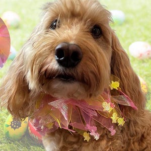 Sparkling Bunny and Chick Frill Dog Collar | Dog Festivities Easter ...