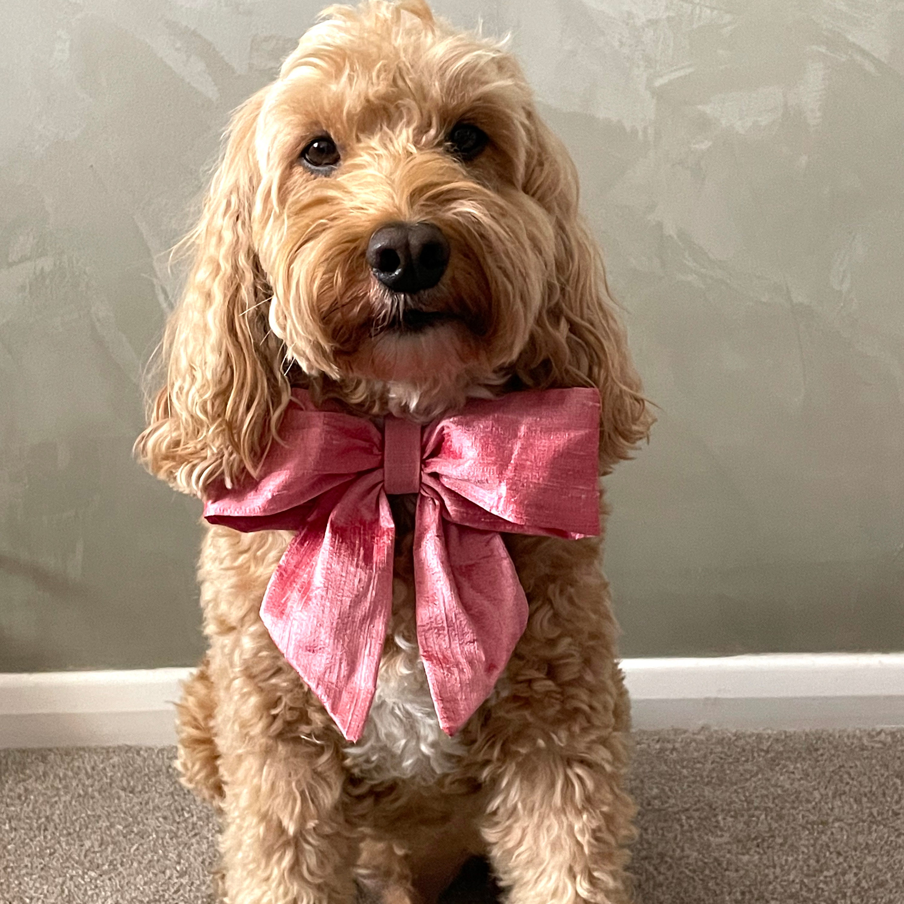 Canine Rose Pink Silk Bow Tie With Collar Ring Bearer Collar Sailor Bow Tie Collar Dog Ring Bearer for Weddings Proposals Etsy