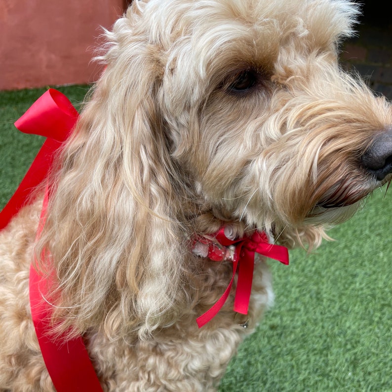 Red Ivory Rose Flower Dog Collar for Weddings and Proposals Etsy