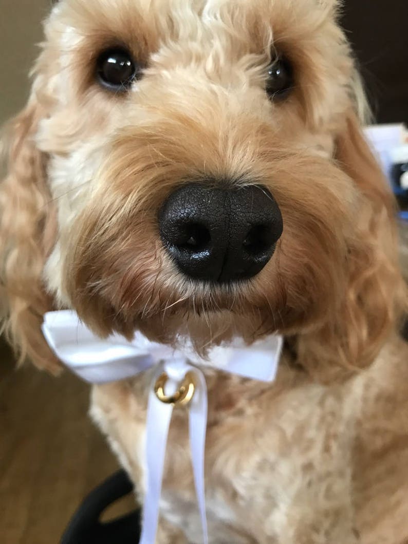 Hund Hochzeit Kragen Ring Träger Kragen Hund Fliege Etsy