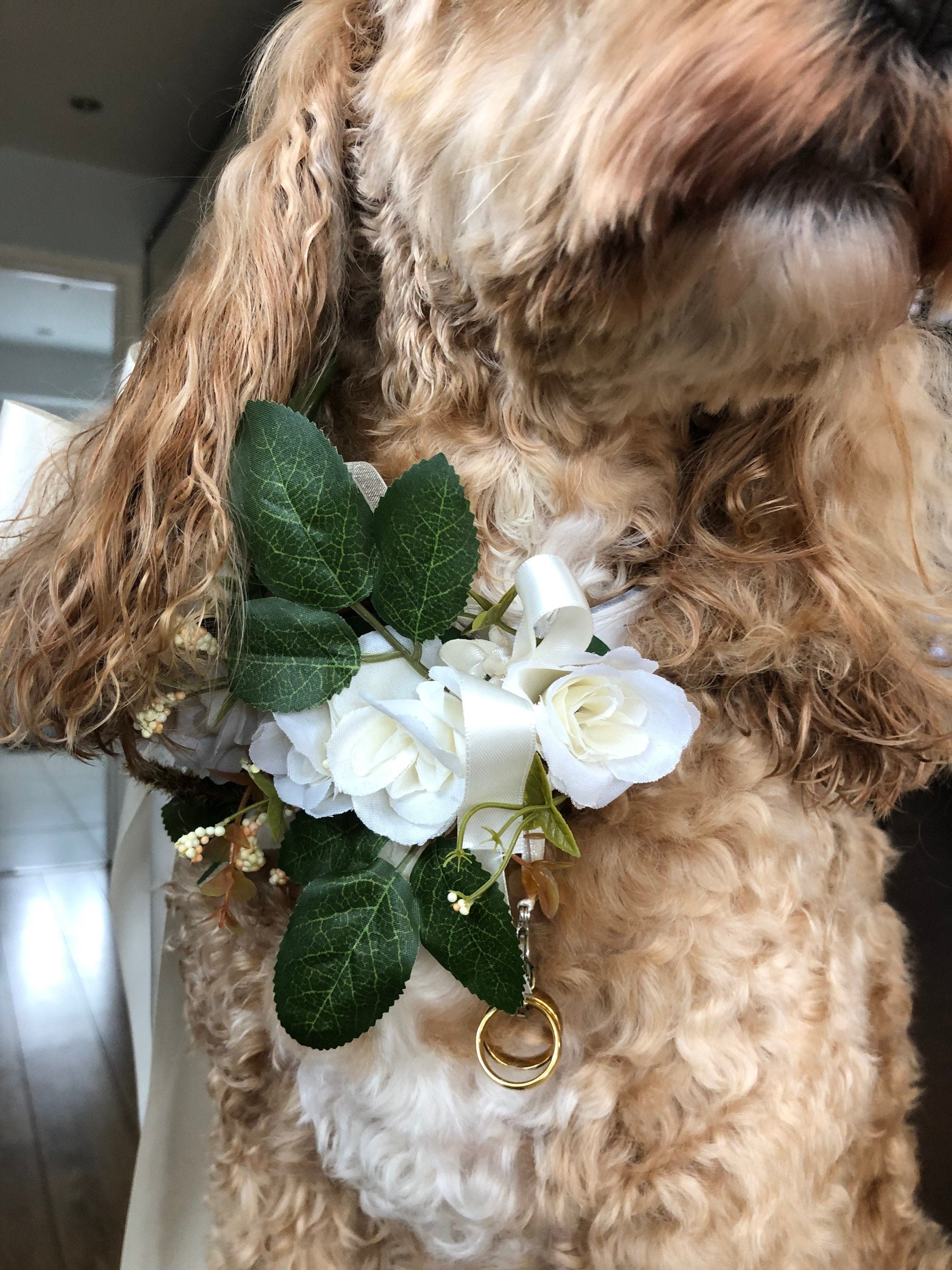 dog wedding collar
