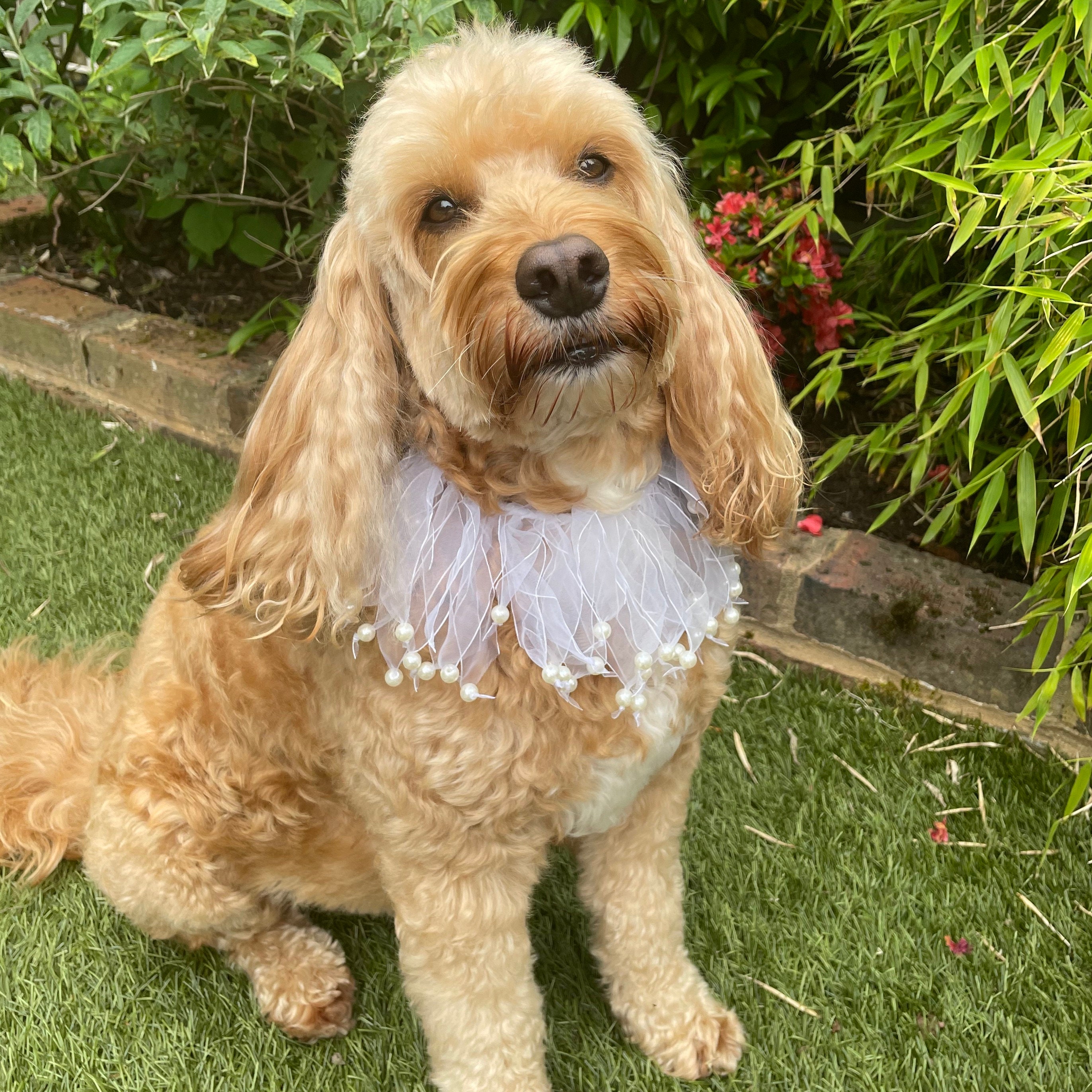 Collier Pour Chien Wedding