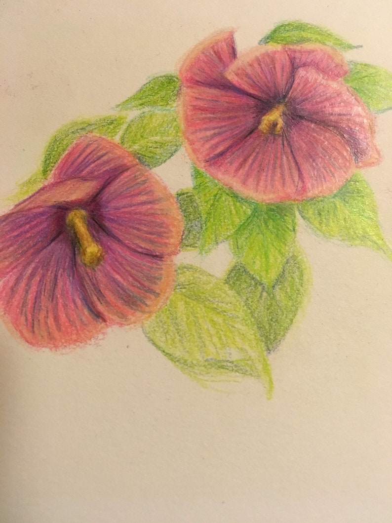 original colored pencil flower drawing image 1
