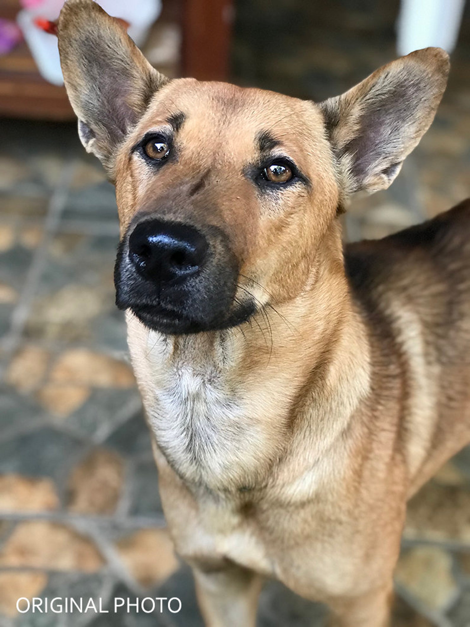 Pet wall art dog painting GIFT for DOG LOVER dog art dog | Etsy