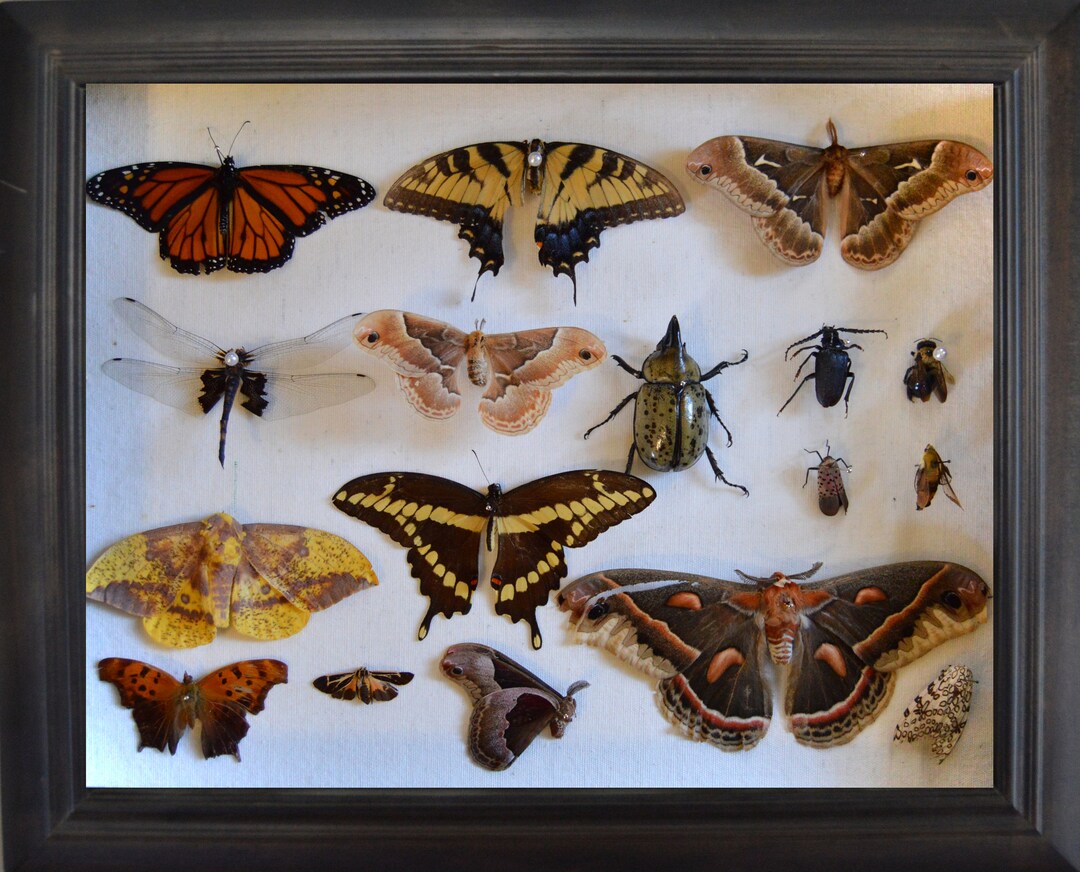 Bug Collection Poster Art Print - Etsy