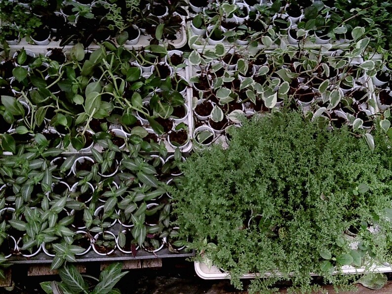 20 Different Terrarium Vivarium Live Plants Etsy