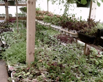 20 different terrarium vivarium live plants