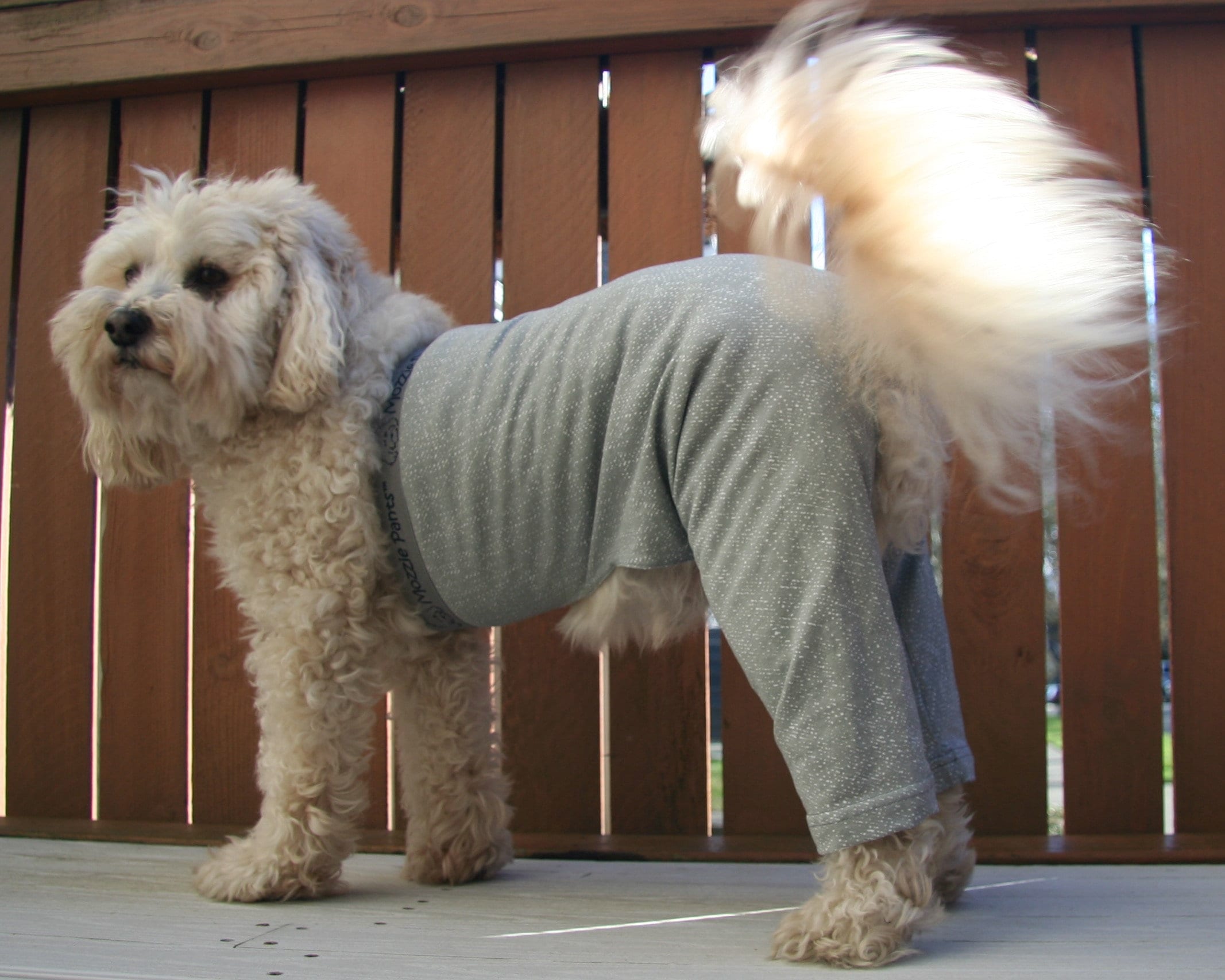 DIY how to make a recovery suit for dog 