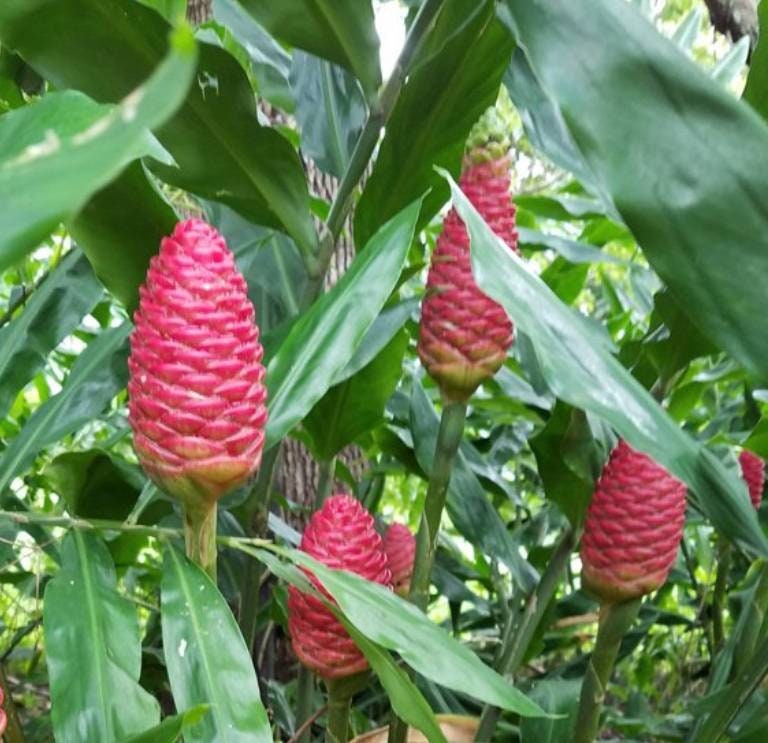 ORGANIC RHIZOME Shampoo Ginger Lily Plant Pinecone Etsy