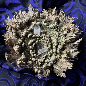 Rose of Jericho