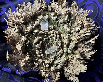 Rose of Jericho